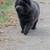 Chow Chow Puppies 8 thumbnail