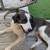 Rehoming sweet dog 1 thumbnail