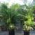 Areca Palms ///// Chrysalidocarpus (Dypsis) lutescens 15 thumbnail