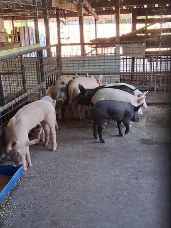 Pigs for sale 1