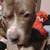 2yo Pitbull 1 thumbnail