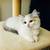 Adopt RAG DOLL Kittens Queens NYC 3 thumbnail