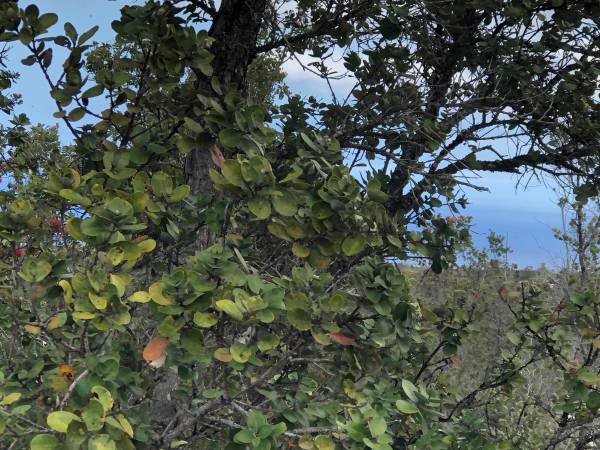 $20,900 / 43610ft2 - HOVE 1 acre property for sale or finance on Leilani (Ocean View)63939536738563123