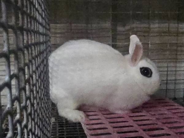 Dwarf Hotot Rabbits 1