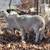 4 Katahdin sheep 5 thumbnail