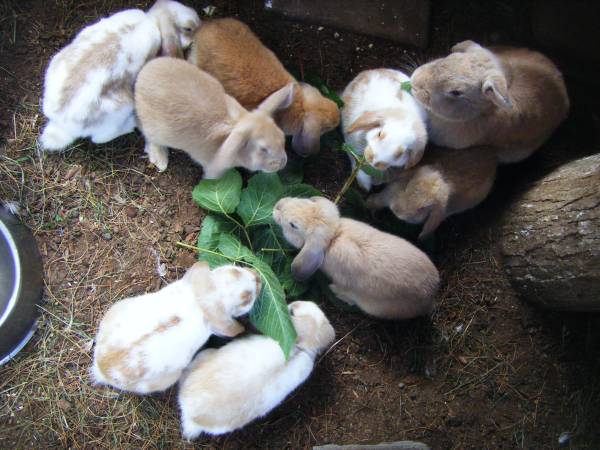 Pets ~ Mini Lop Babies 1