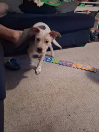 Heeler Mix Puppy (Texas City)63774332275713120