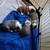 BOSTON TERRIERS 2 thumbnail
