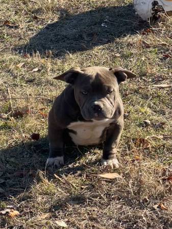 American bully puppies (3 months old)64047263037186121