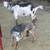 Mini Lamancha - Nigerian Dwarf goats 11 thumbnail