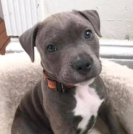 BLUE pitbull63843455027971120