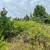 Brush Clearing - Open Acre Field Mowing 5 thumbnail