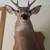 Deer Mounts 4 thumbnail
