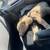 Puppie 2 thumbnail