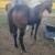 aqha black filly 3 thumbnail