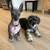 $63.00 / Night Dog Boarding - Cozy Care for Small & Teacup Dogs💖 6 thumbnail