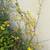 Dormant Forsythia-Forsythia Suspensa flower plant CÂY HOA MAI NHẬT 3 thumbnail