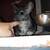 Chinchillas 5 thumbnail