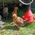 Young chicken pullets 7 thumbnail