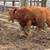 Red Angus replacement heifers 6 thumbnail