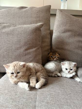 Scottish Fold/Straight Kittens! (Fremont)64310607435393121