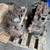 Ford Model A Engines 8 thumbnail