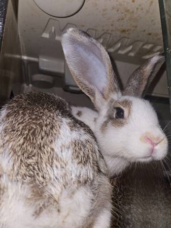Free Bunnies (desperately need new home) (Warrensburg)63791635588099120