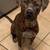 Male beautiful brindle / brown pitbull 1 thumbnail