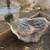Silkie hens 14 thumbnail