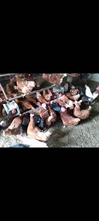 Laying hens 1