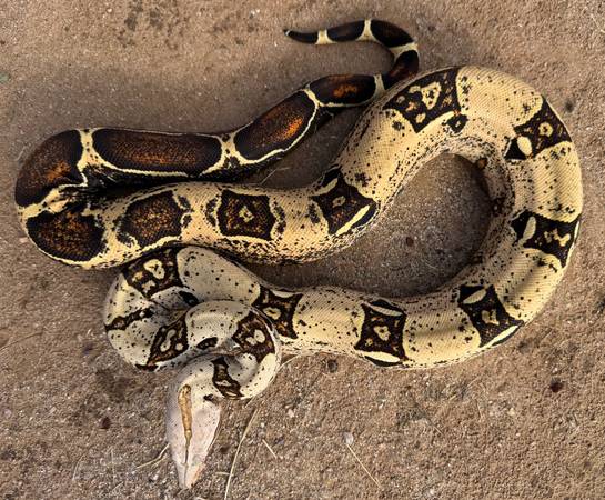 Male boa 1