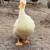 Duck Hens 7 thumbnail