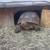 Help Save Our State Reptile and adopt a Desert Tortoise (No Fee) 3 thumbnail
