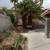 Palm Tree trimming shrub trimming Landscape clean up 1 thumbnail