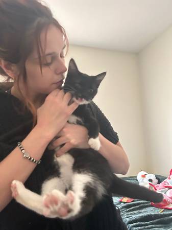 Free cats (Lakewood)63872020281347121