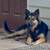 Gerberian Shepsky 6 thumbnail