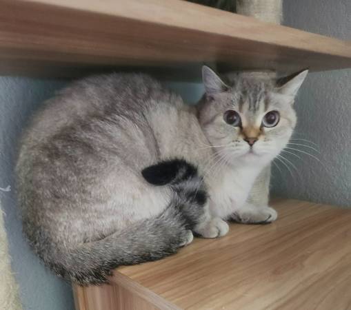 Beautiful cat for adoption 1