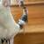 Vintage Kachina Doll "Wolf Dancer", made by D. Yazzie 9 thumbnail