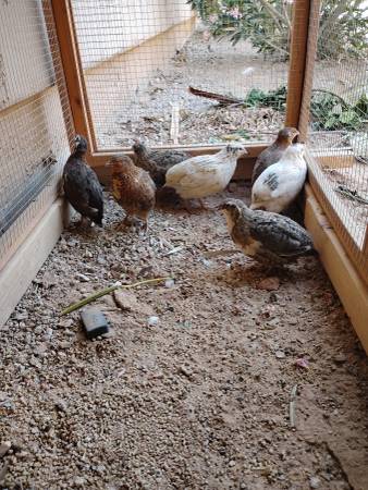 Quail 1