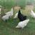 Chickens Pullet 6 thumbnail