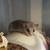 Micro Squirrels (African Pygmy Dormouse) 7 thumbnail