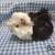 Baby Guinea Pigs!!! 3 thumbnail