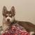 Pomsky 2 thumbnail