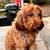 3 amazing dogs need a home 4 thumbnail