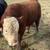 Hereford Bull 2 thumbnail