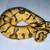 Ball python Juvie/baby combo group with rack. 6 thumbnail