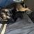 puppies 6 thumbnail