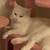Turkish cat 5 thumbnail