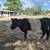 Belted Galloway Heifers 2 thumbnail