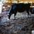 Heifer Holstein sale 2 thumbnail
